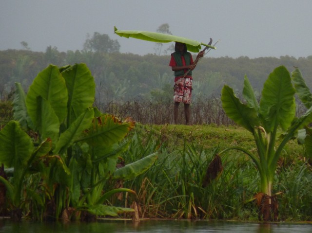 Le long du canal des Pangalanes, un malgache se protège de la pluie avec une oreille d'éléphant et sa machette en guise de parapluie.