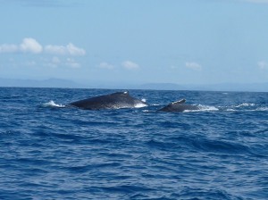 Une baleine et son baleineau.